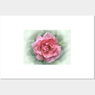 Pink Rose In The Rain Posters and Art